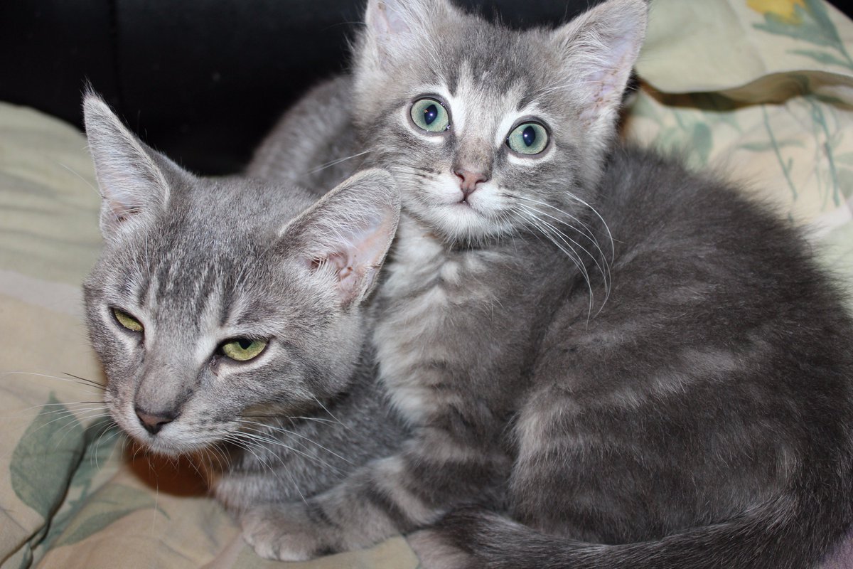 McAmberdawn's tweet photo. #GlobalCatDay All rescues all love all the time. #Akiera #Brutakiss #BassKitty #BoogerdaMan #Foxanna & more. https://t.co/VFIo4lMfMM https://t.co/XHZMt0690s