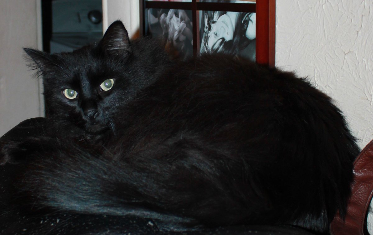 McAmberdawn's tweet photo. #GlobalCatDay All rescues all love all the time. #Akiera #Brutakiss #BassKitty #BoogerdaMan #Foxanna & more. https://t.co/VFIo4lMfMM https://t.co/XHZMt0690s