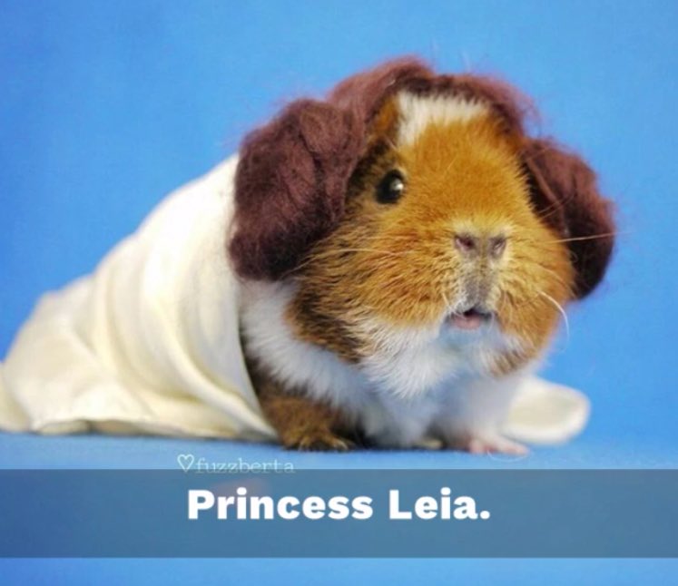 FrancesMoore_'s tweet photo. When your fiancé wants a guinea pig so he keeps sending you cute pics in the hope that you change your mind https://t.co/Oy7yxlNHAd