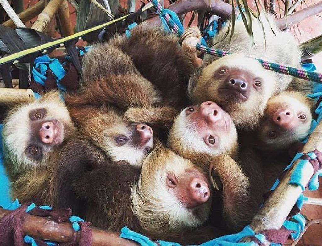 instasloths's tweet photo. SQUAD GOALS cr: @toucanrescueranch #sloths #instasloths https://t.co/476I2ysHlR https://t.co/zPKKi2Hb3Z
