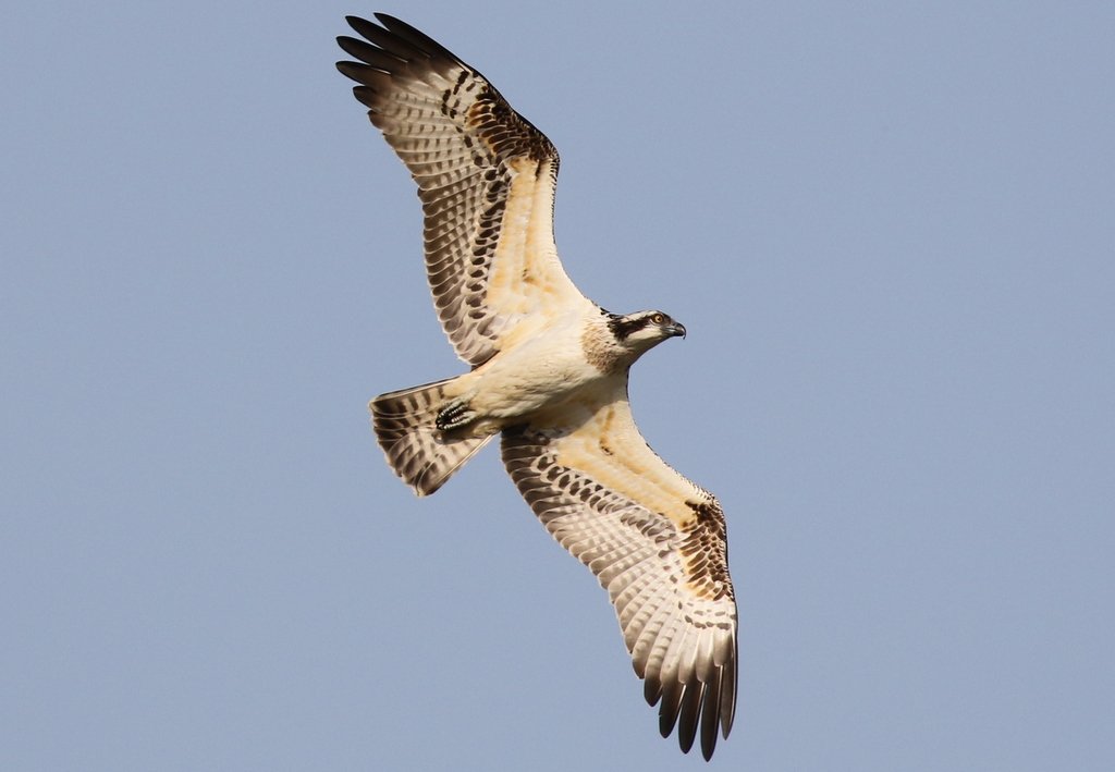 norfolkbirdtour's tweet photo. Very enjoyable couple of hours spent watching the juvenile Osprey fishing in the lake in Holkham Park - what a great performance! https://t.co/iqrVexMutK
