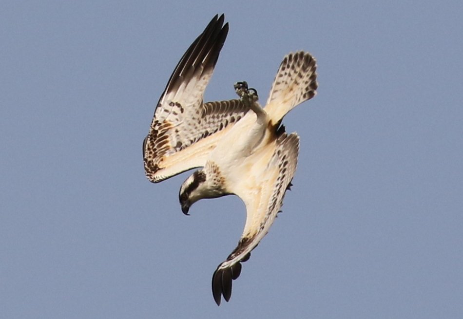 norfolkbirdtour's tweet photo. Very enjoyable couple of hours spent watching the juvenile Osprey fishing in the lake in Holkham Park - what a great performance! https://t.co/iqrVexMutK