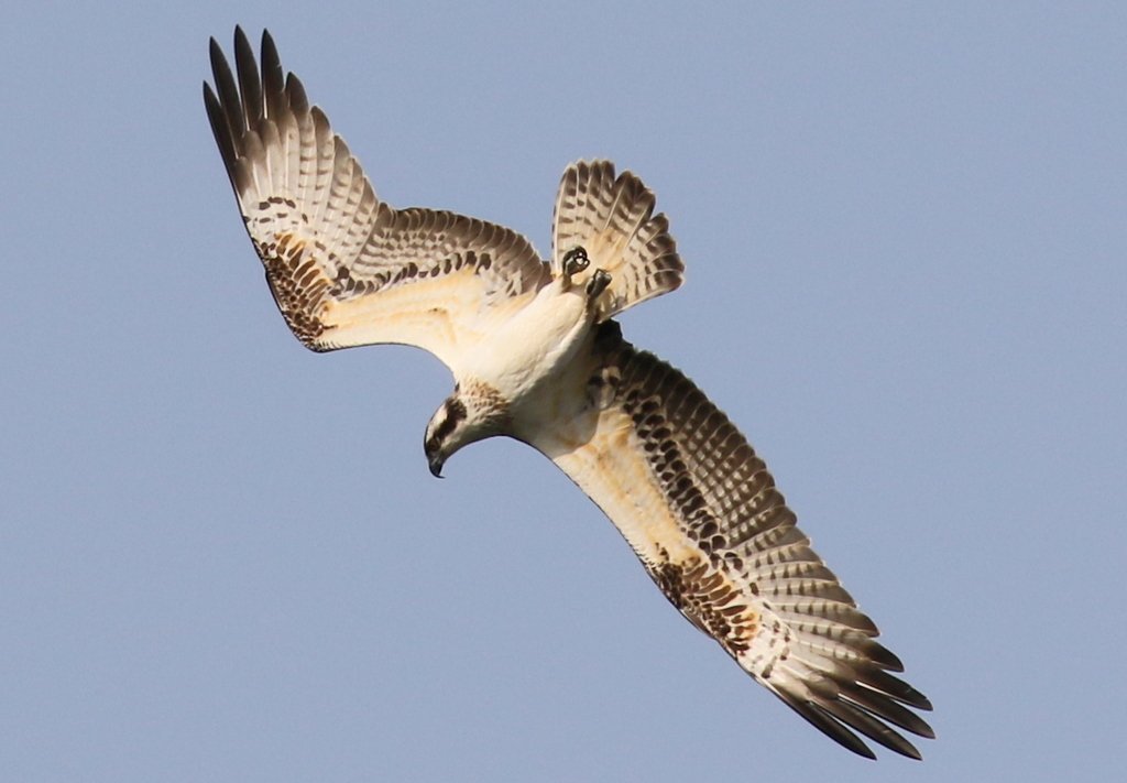 norfolkbirdtour's tweet photo. Very enjoyable couple of hours spent watching the juvenile Osprey fishing in the lake in Holkham Park - what a great performance! https://t.co/iqrVexMutK