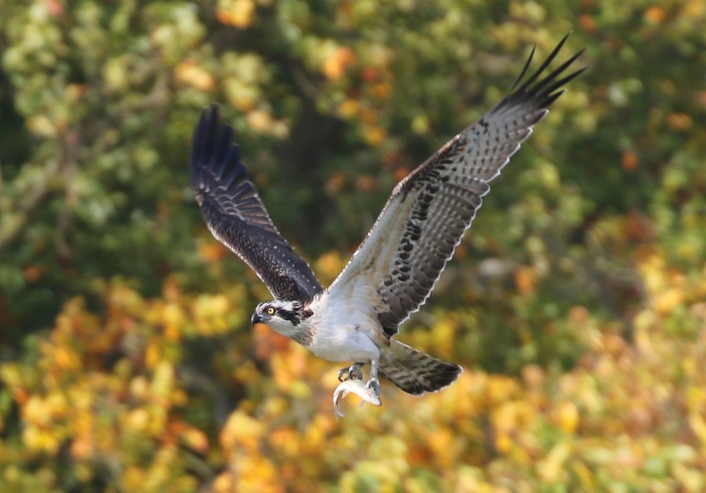 norfolkbirdtour's tweet photo. Very enjoyable couple of hours spent watching the juvenile Osprey fishing in the lake in Holkham Park - what a great performance! https://t.co/iqrVexMutK