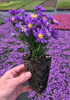 Aster Kickin® Carmine Red and Lilac Blue looking great at our grower. make sure to order some for this upcoming spring shipping season.