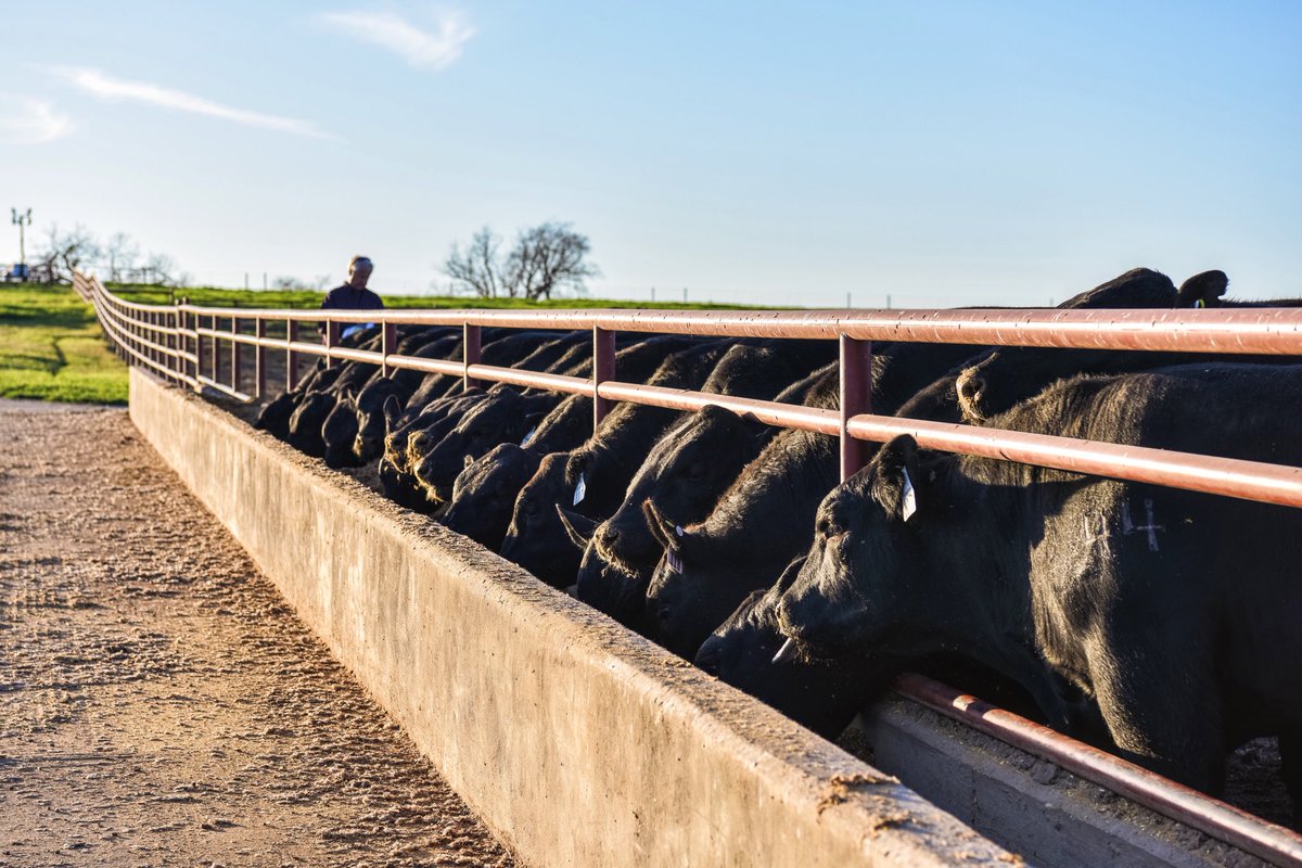 44 Farms On Twitter Market Report Cash Fed Cattle Prices 2 3