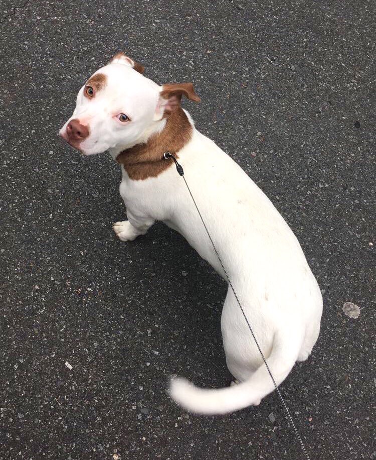 Nath_angel95's tweet photo. @MyTwitturName A v good pupper 🖤 https://t.co/V4HmaZVAmi