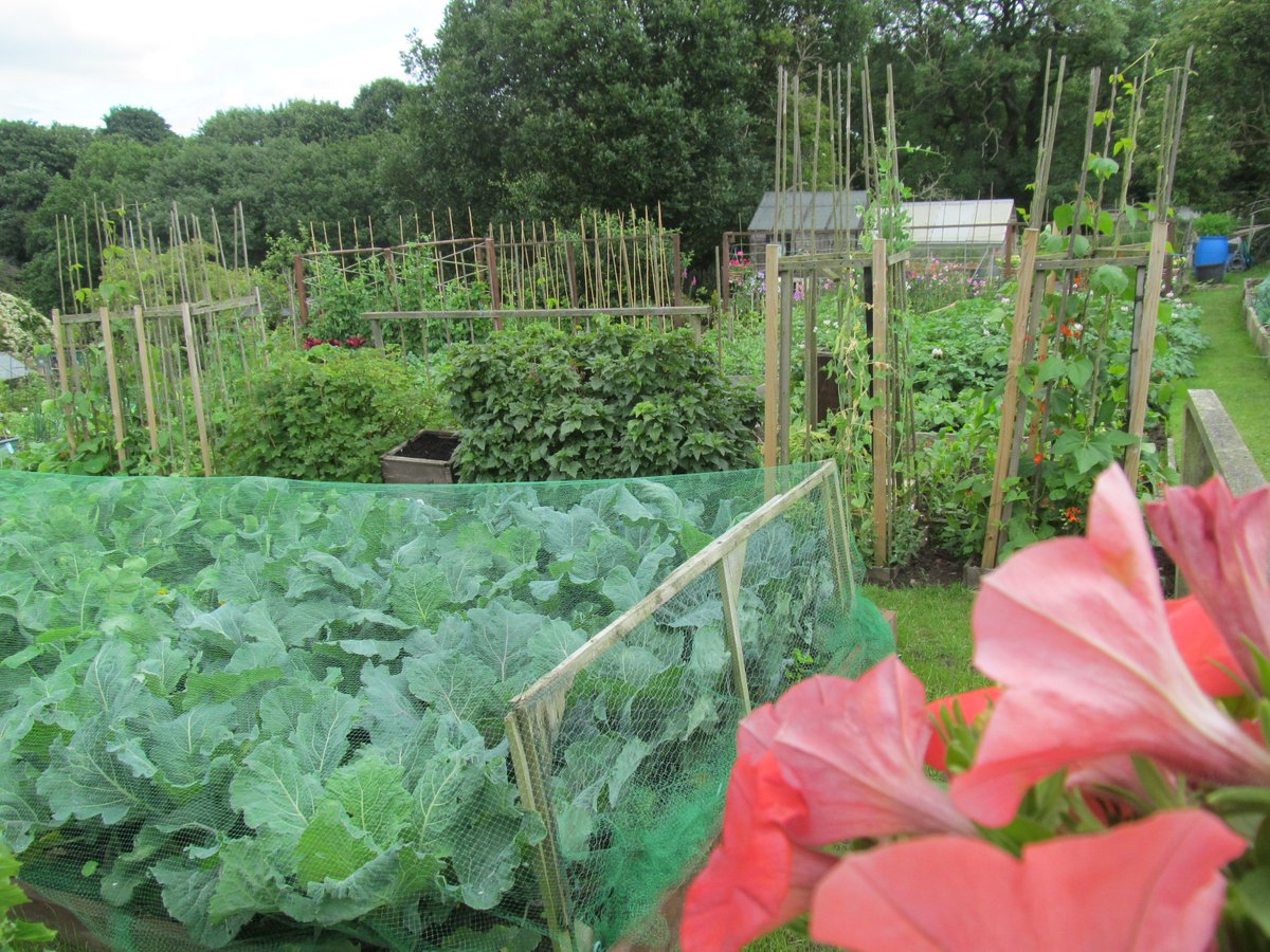 LdgfPublicity's tweet photo. There's no doubt, #allotments are great.
@NSALG @DefraGovUK @NatVegetableSoc @UKVegGardeners @GardenNewsmag @BBCGWLive @ScotAllotments https://t.co/oz32bQkAtY