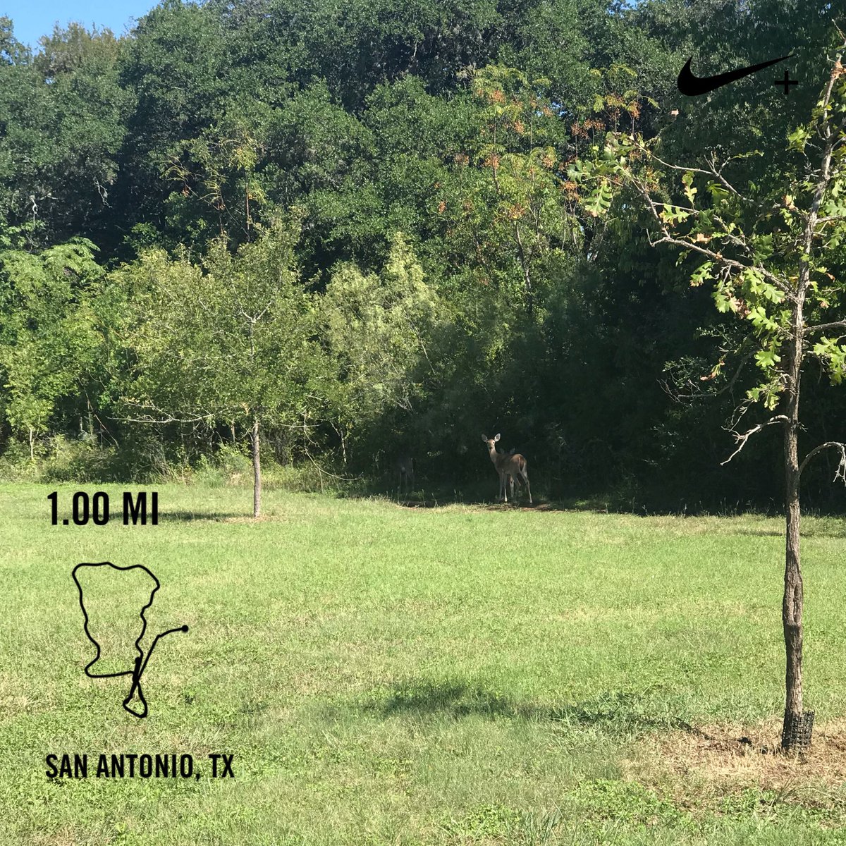 s_mtz_1115's tweet photo. Back on it #runningsucks #quickcardio #legday https://t.co/CsUqnBx1pY
