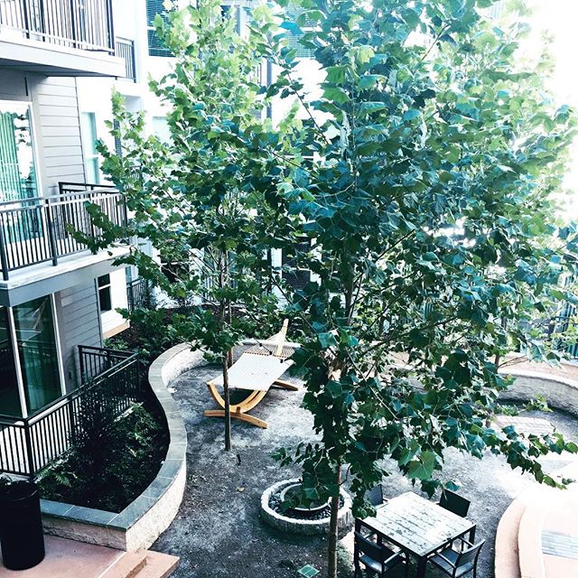 moderassprings's tweet photo. Today is a perfect day to layout on the #hammock , stop by today and tour our beautiful courtyard! #millcreekres #moderasandysprings #relax https://t.co/GJST05ZTic