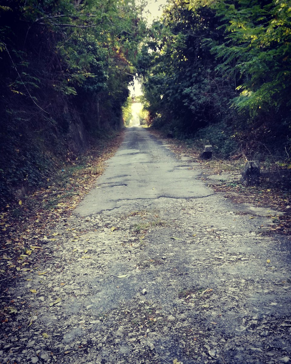 mimali771's tweet photo. Quando decidi di fare una passeggiata con il tuo cane e ti ritrovi su di una selva oscura.... https://t.co/xw1biodP4C