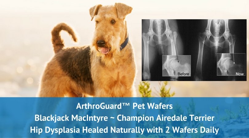 LongevityNature's tweet photo. ArthroGuard Pet Wafers ~ Hydrolyzed Collagen Type II successfully heals canine with bilateral hip dysplasia. Healthy Pets ~ Happy Owners! https://t.co/I0sJ9mZiqs
