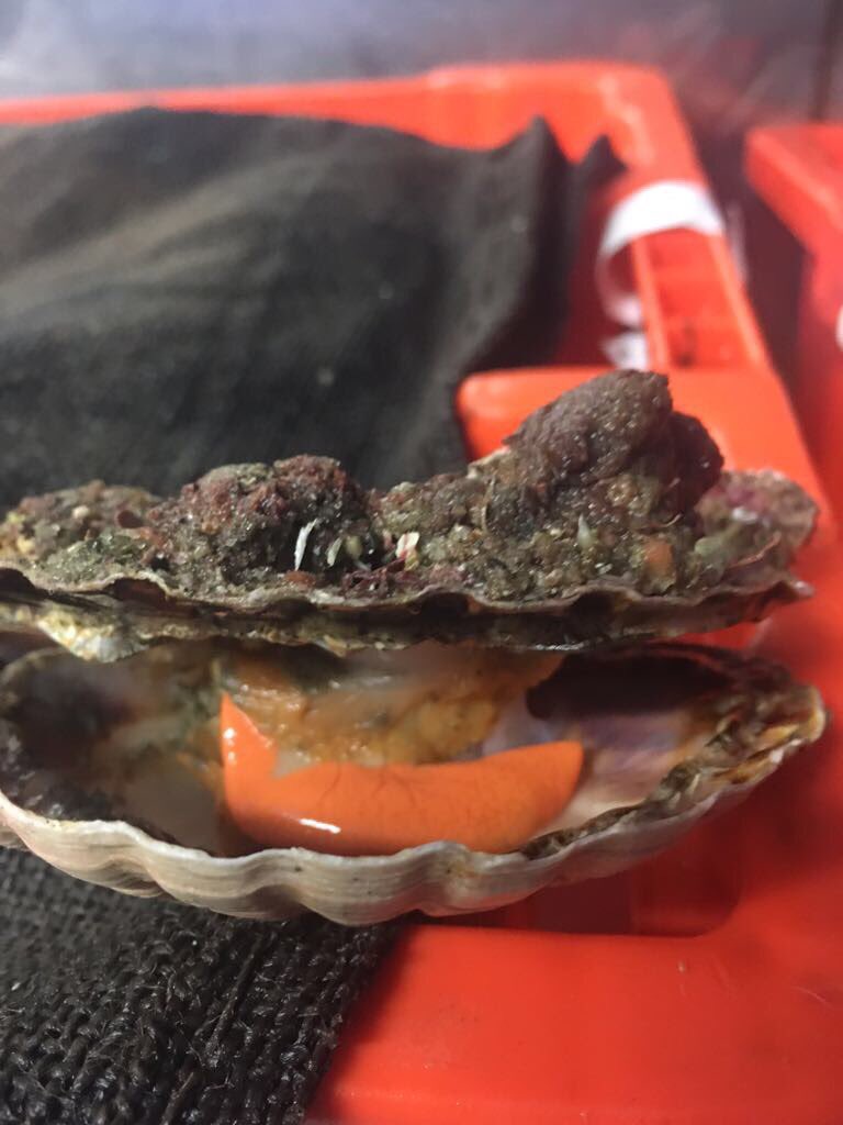 awatoru enterprises tweet media