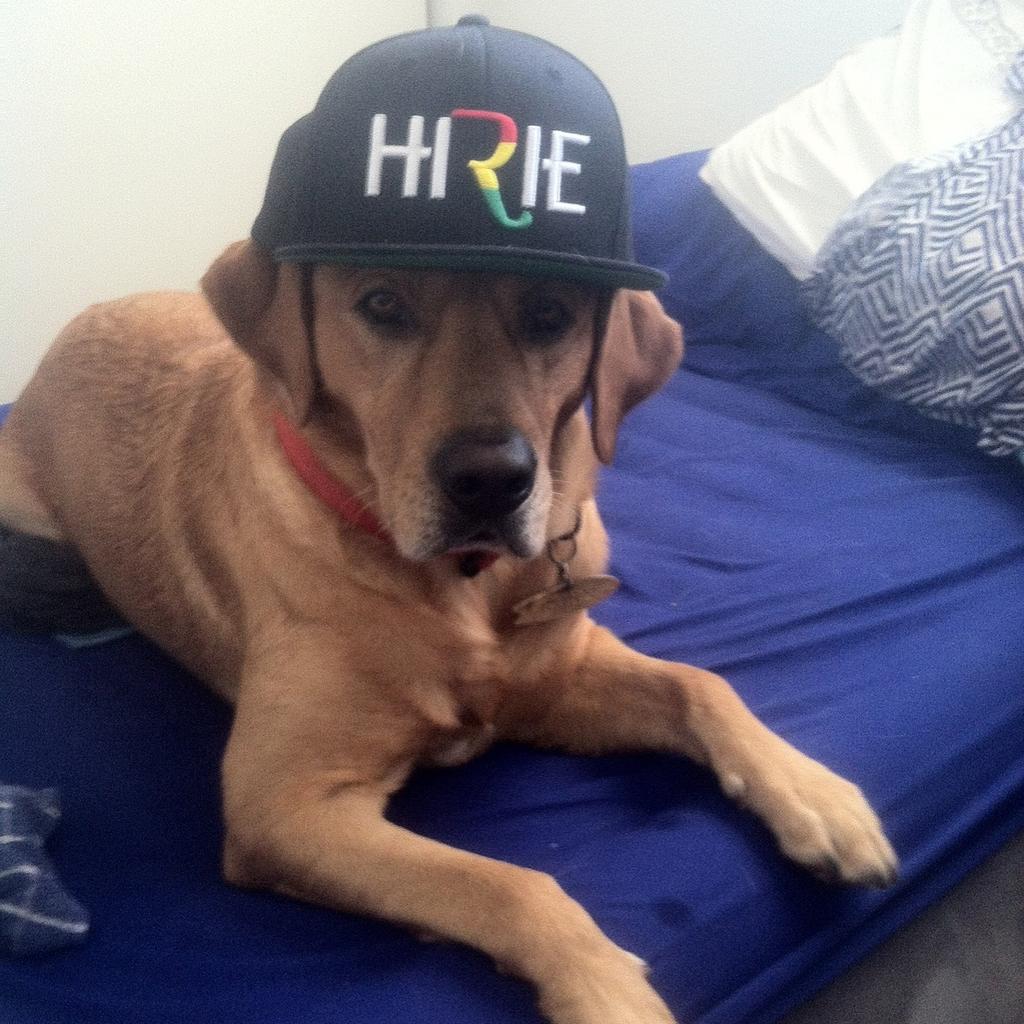 MasterJediStoop's tweet photo. Kona rockin @HIRIEmusic on #MusicMerchMon
#SoCalStreetTeam https://t.co/6ech4HYxpe