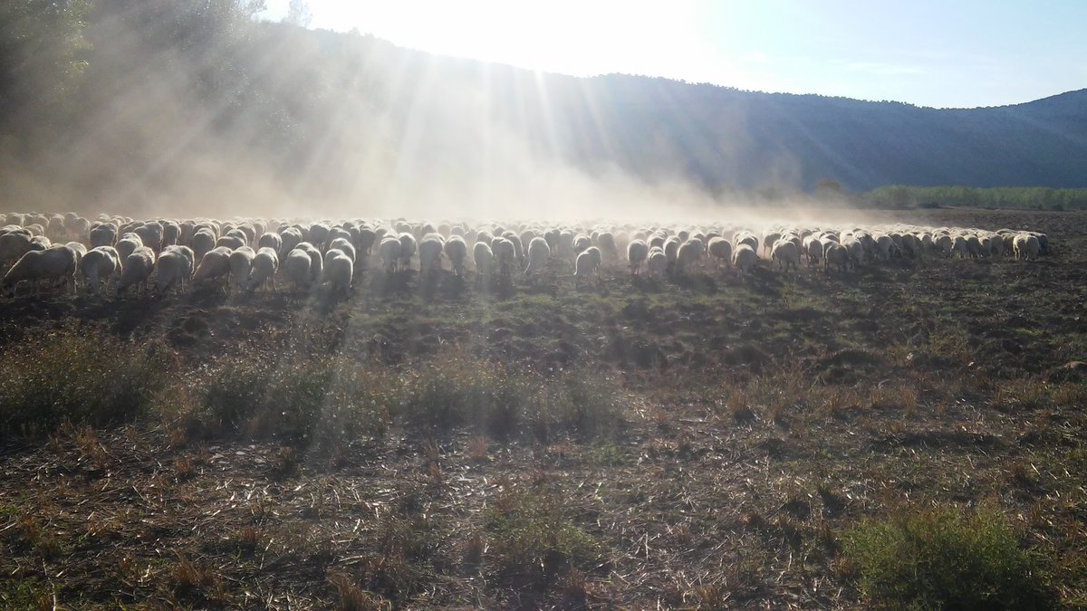 labranzas's tweet photo. @ASAJACyL Esto es una desgracia. El campo se muere de sed https://t.co/q6WdadEHBW