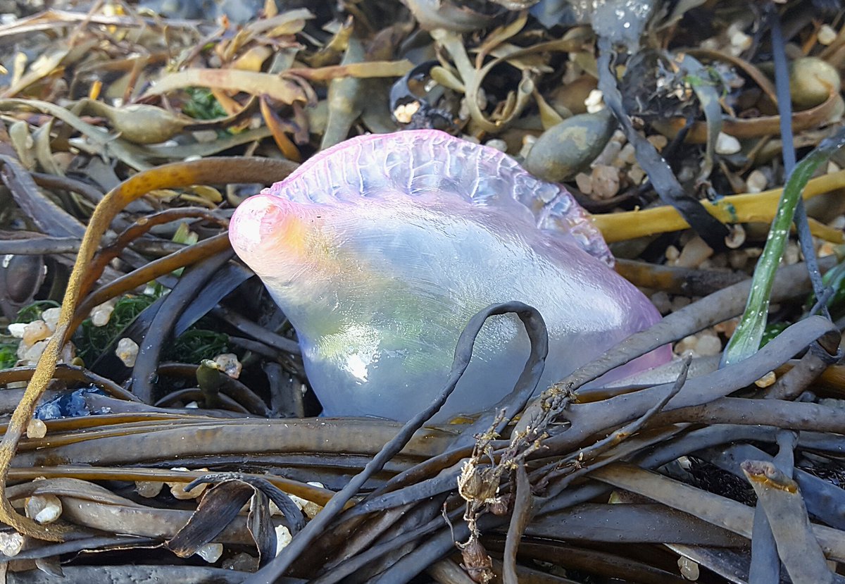 MarkDowie's tweet photo. Just two of many tens of Portuguese Man o' War stranded on the Porth Hellick tideline #Scilly2017 https://t.co/nRnBWgn52o