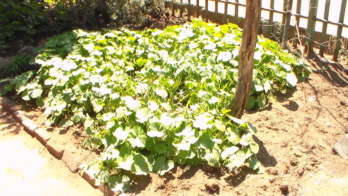 TheAganang's tweet photo. We are proud of our #TheGrowProject in #Kliptown #Soweto #SowetoKliptownYouth #WorldFoodDay #FoodGardens  #AganangFoundation 🖐️ https://t.co/2vAibv1jd4