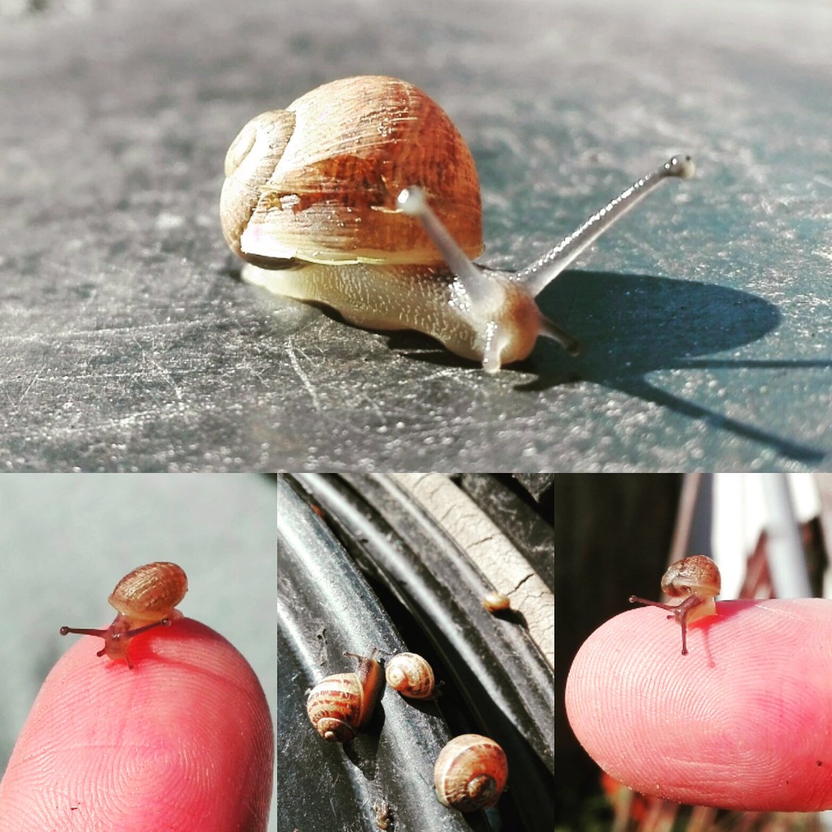 So #winzig! Unser glitschiger kleiner Gartenbewohner und seine Freunde...