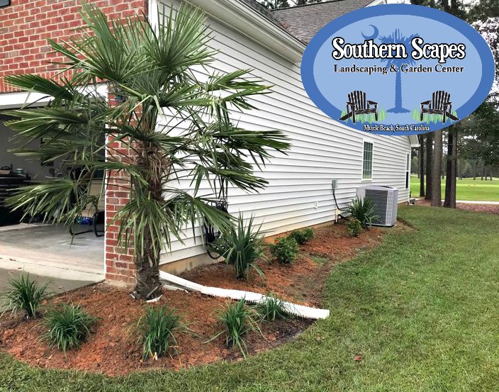 SouthrnScapes's tweet photo. 7' Windmill Palms frame the corners of this customer's home perfectly!
#PalmTrees #Landscaping #MyrtleBeach #ShopLocal https://t.co/2QQB6Xn7pG
