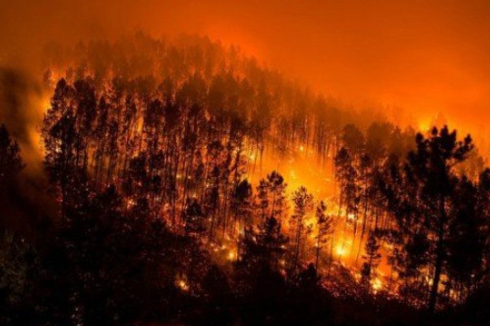 Tonhitodepoi's tweet photo. Por Lei: Non plantar máis eucaliptos nin piñeiros, substituir os que hai por espécies autóctonas e sanear os montes https://t.co/fQZYIGuXQv