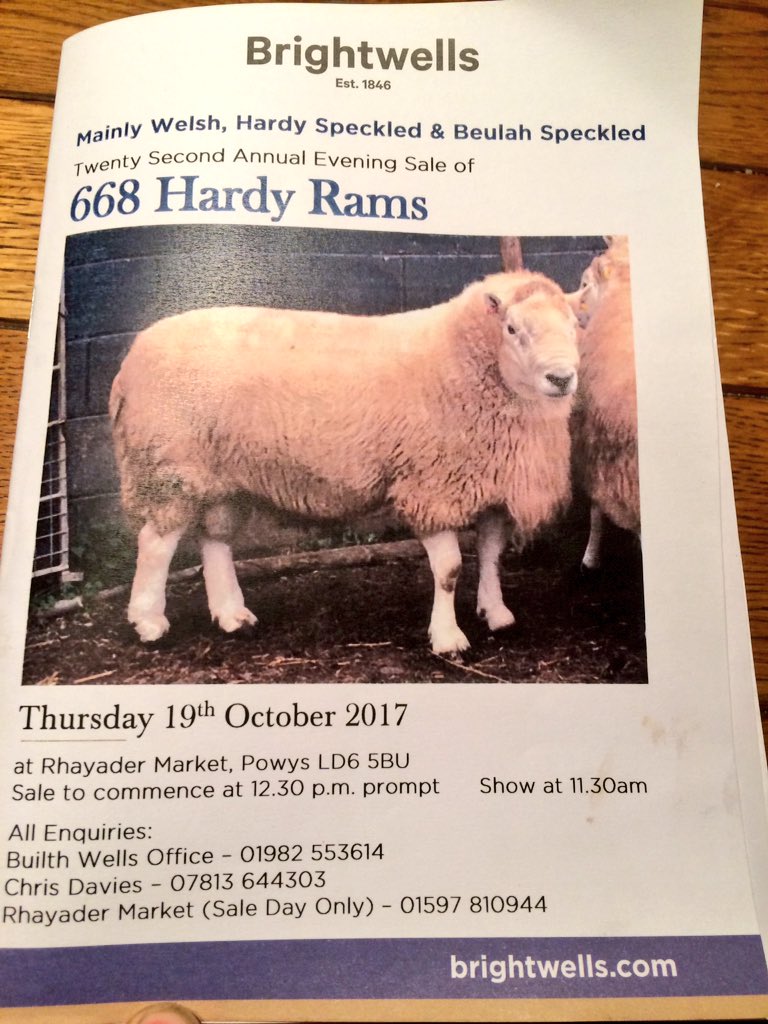 RhidianGlyn's tweet photo. 5 of my Tregaron Welsh rams for sale at Rhayader Hardy Ram Sale on Thursday #Sheep365 https://t.co/rvFluo152q