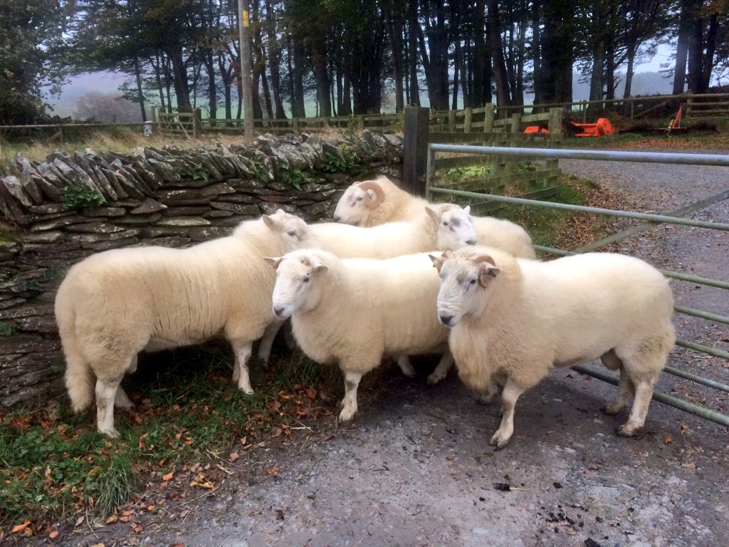 RhidianGlyn's tweet photo. 5 of my Tregaron Welsh rams for sale at Rhayader Hardy Ram Sale on Thursday #Sheep365 https://t.co/rvFluo152q