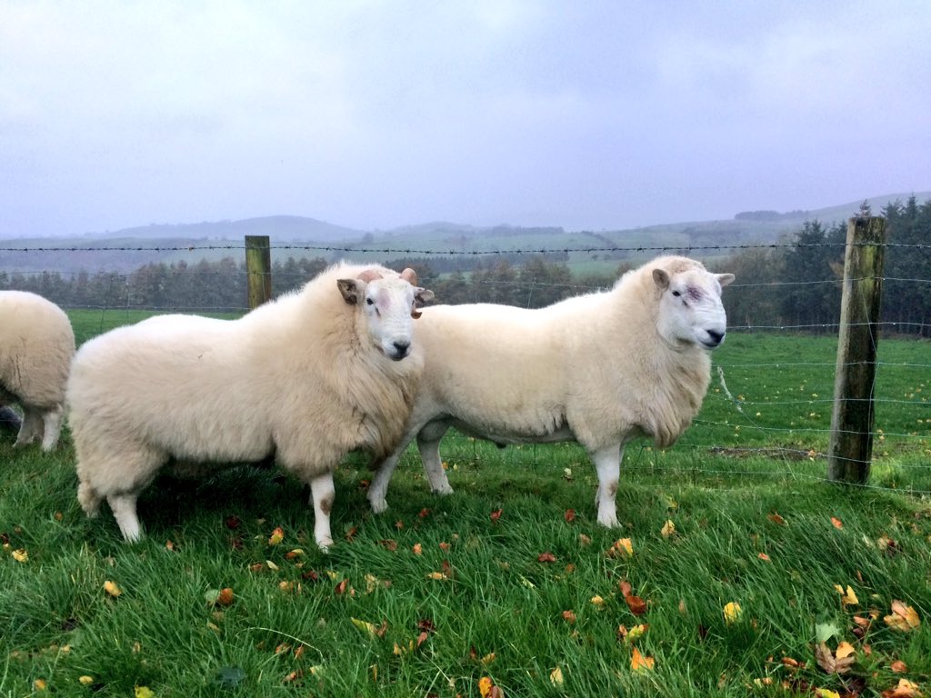 RhidianGlyn's tweet photo. 5 of my Tregaron Welsh rams for sale at Rhayader Hardy Ram Sale on Thursday #Sheep365 https://t.co/rvFluo152q