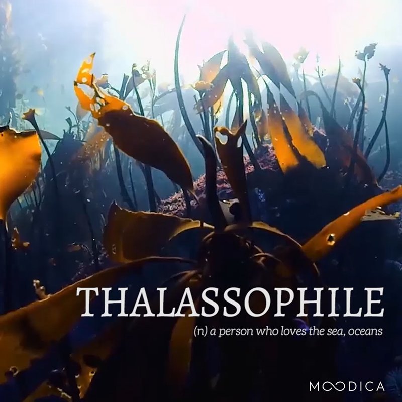 moodica's tweet photo. "Thalassophile (n.): a person who loves the sea, oceans." #DictionaryDay #Moodica --> https://t.co/4yA5g2wMQt https://t.co/djwt8ufTGC