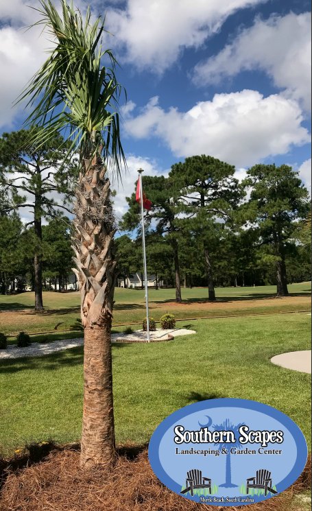 SouthrnScapes's tweet photo. More palms please! #PalmTrees #MyrtleBeach #Landscaping #GardenCenter #ShopLocal https://t.co/qBi5ThsheF