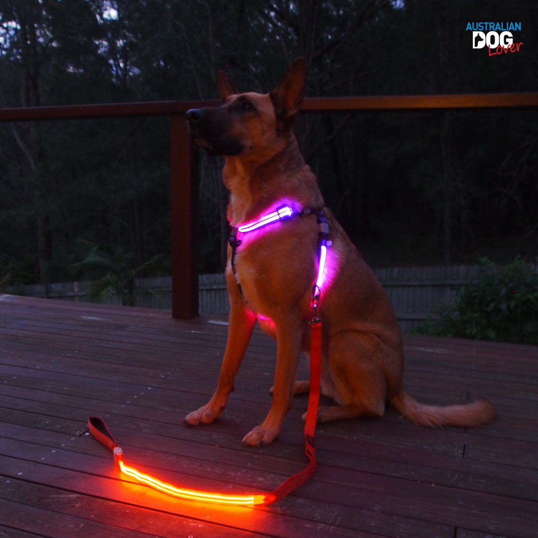 OzDogLover's tweet photo. An LED harness/leash makes night/early walks with your #dog safer! 
#DOGlite Double Trouble LED #dogharness Review 
https://t.co/9P7mZfN4mW https://t.co/mHBIrFFUTU