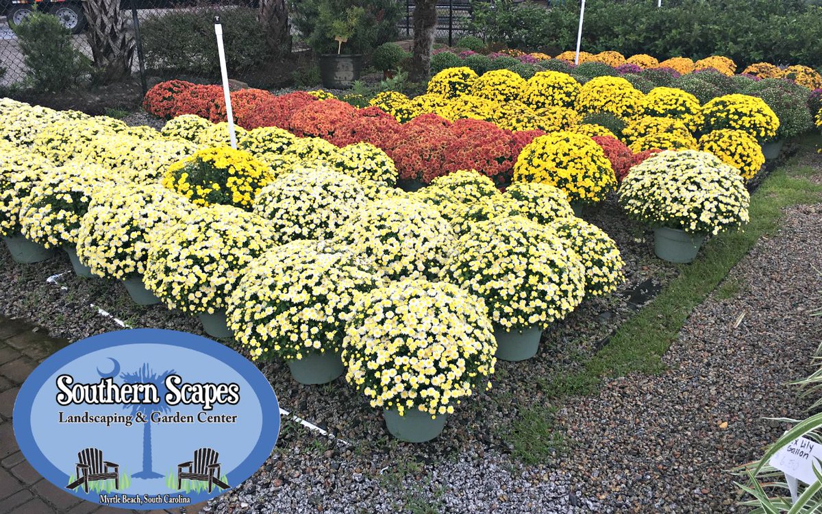 SouthrnScapes's tweet photo. Our #Mums will get you in the #fall spirit! Lots of colors to chose from - Grab yours today! #GardenCenter #ShopLocal https://t.co/HhP9EVelru