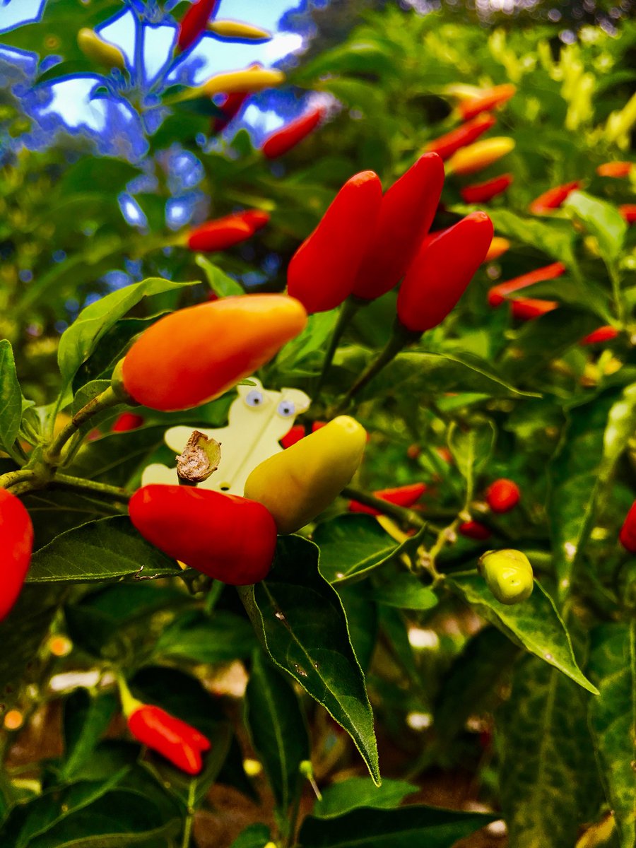 AShoeBearPlanet's tweet photo. Shoe Bearโข in Tabasco pepper bush on Winn Street. Marietta, GA. Michael. #ChiliPeppers #Peppers #PepperPatch #Garden #HomeGrown #Recycle #๐ถ https://t.co/Pi2NhUheIn