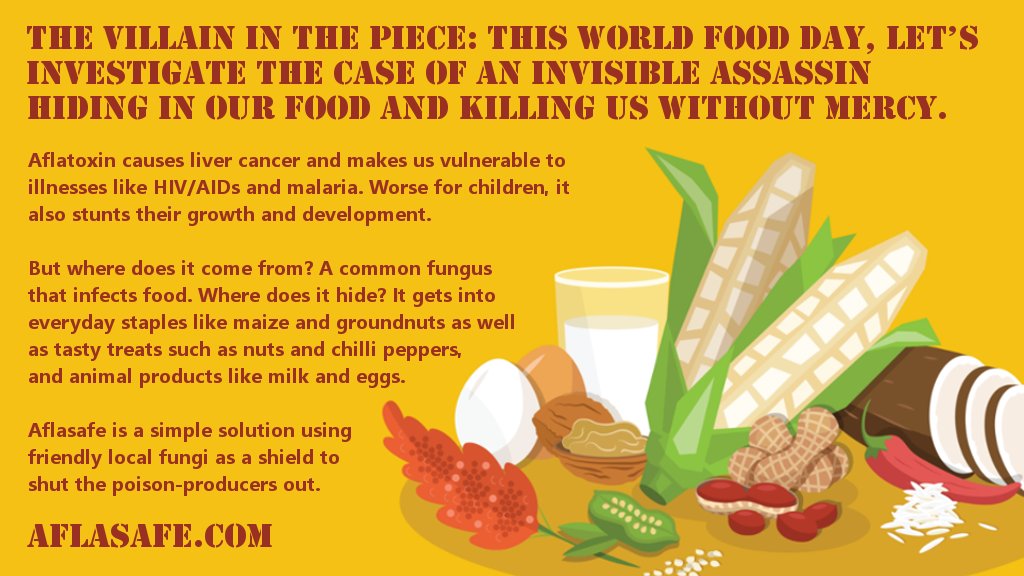 Aflasafe's tweet photo. Furtive, fatal, food, fungi. All these revolve around a stealthy silent killer. What is it, and what can we do? #WorldFoodDay2017 #Aflasafe https://t.co/hTXrgy9qyV