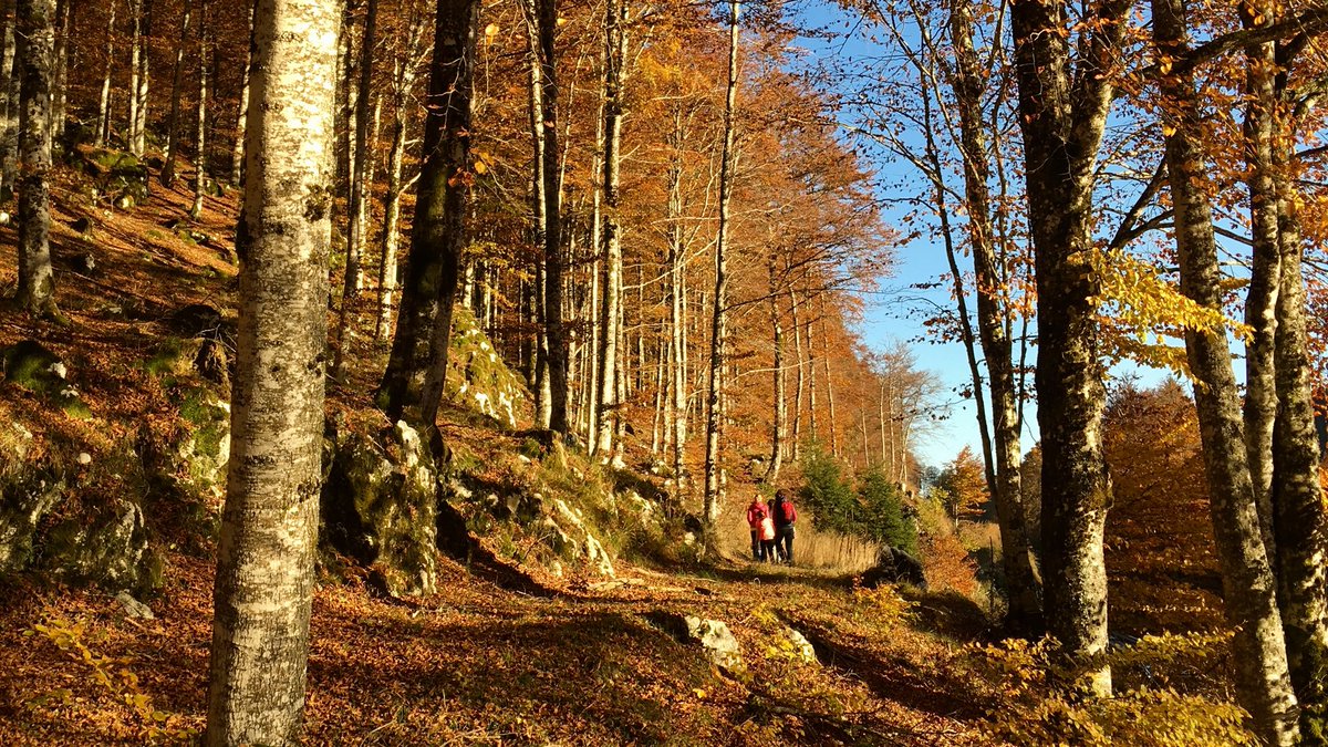Venetissimo's tweet photo. Un estratto dell’uscita fotografica sul #Cansiglio e il monte #Pizzoc (TV), in compagnia degli amici di @Venetissimo.
Foto @FabioMalamocco https://t.co/2ATMJGKSwa