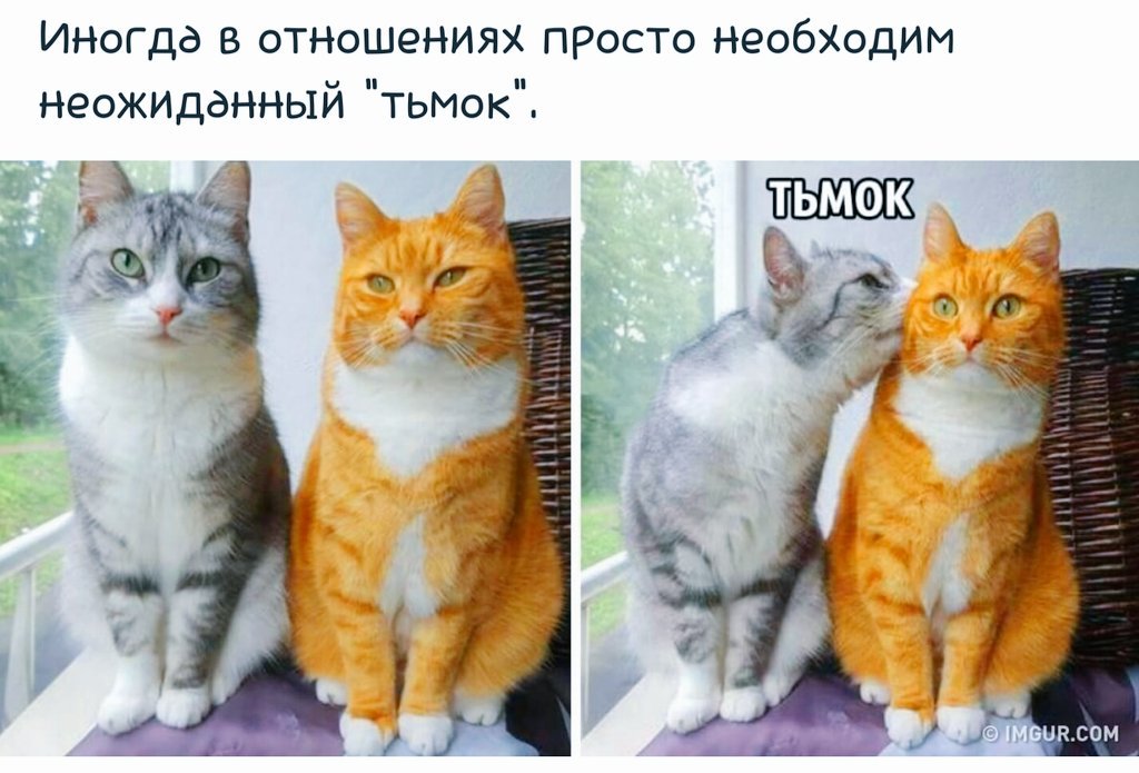 Тьмок. Кот тьмок. Милые котики тьмок. Тьмок в щечку.