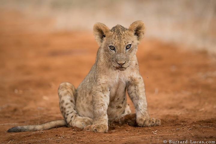 MadonPhotos's tweet photo. A cute little lion cub photographed recently in Tsavo East National Park, Kenya.©️Burrard Lucas #photography https://t.co/Xusl6g5KkP