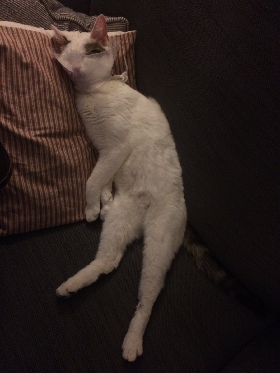 Bevolee's tweet photo. Poorly Maisie has found the perfect position to sleep with her cone... https://t.co/l5TeUNduTy