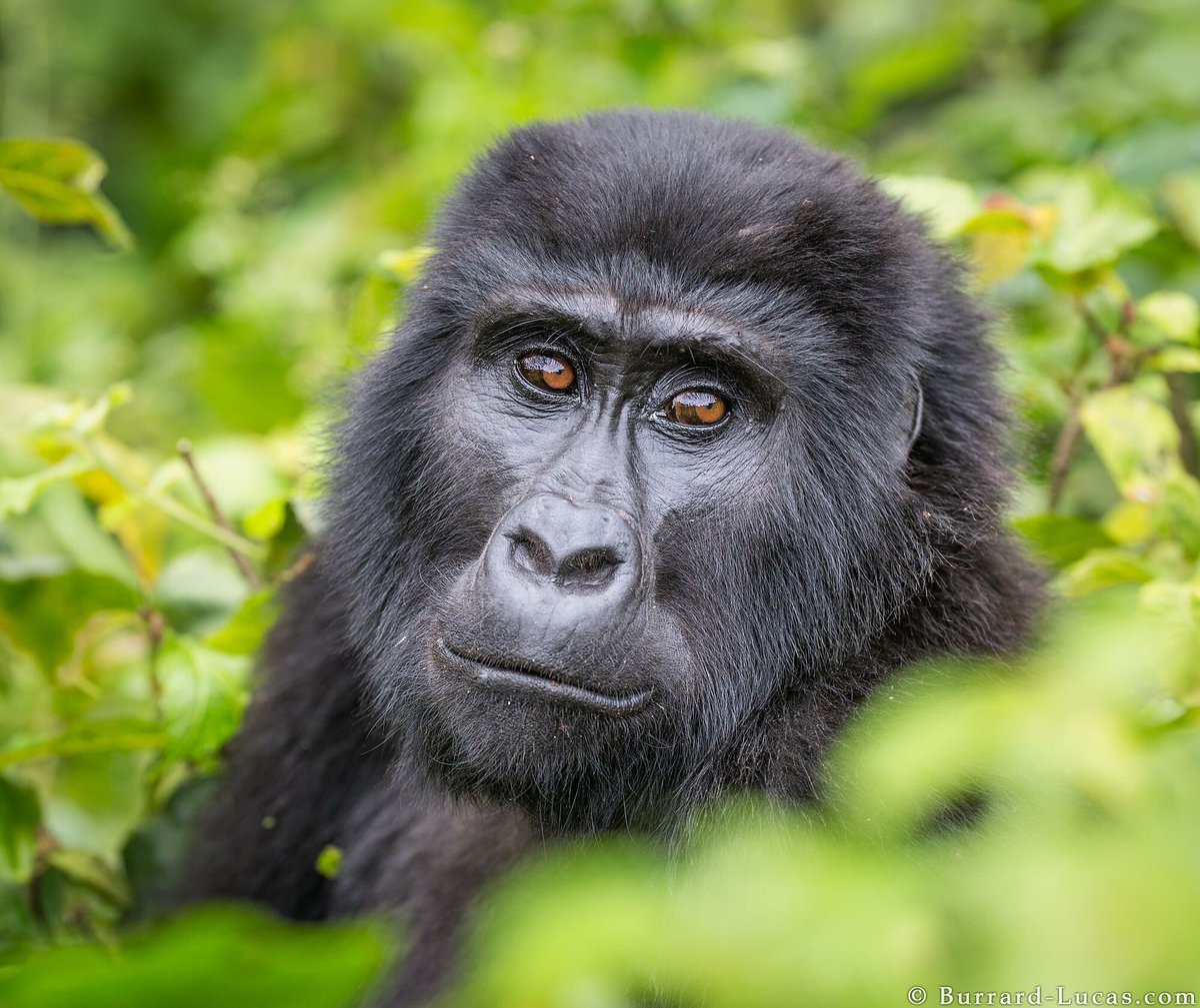 MadonPhotos's tweet photo. A female mountain gorilla photographed in Uganda.Photographed by ©️Burrard Lucas #PhotographyIsArt @willbl 👌🏻 #wildlifephotography https://t.co/46CF742Ltg