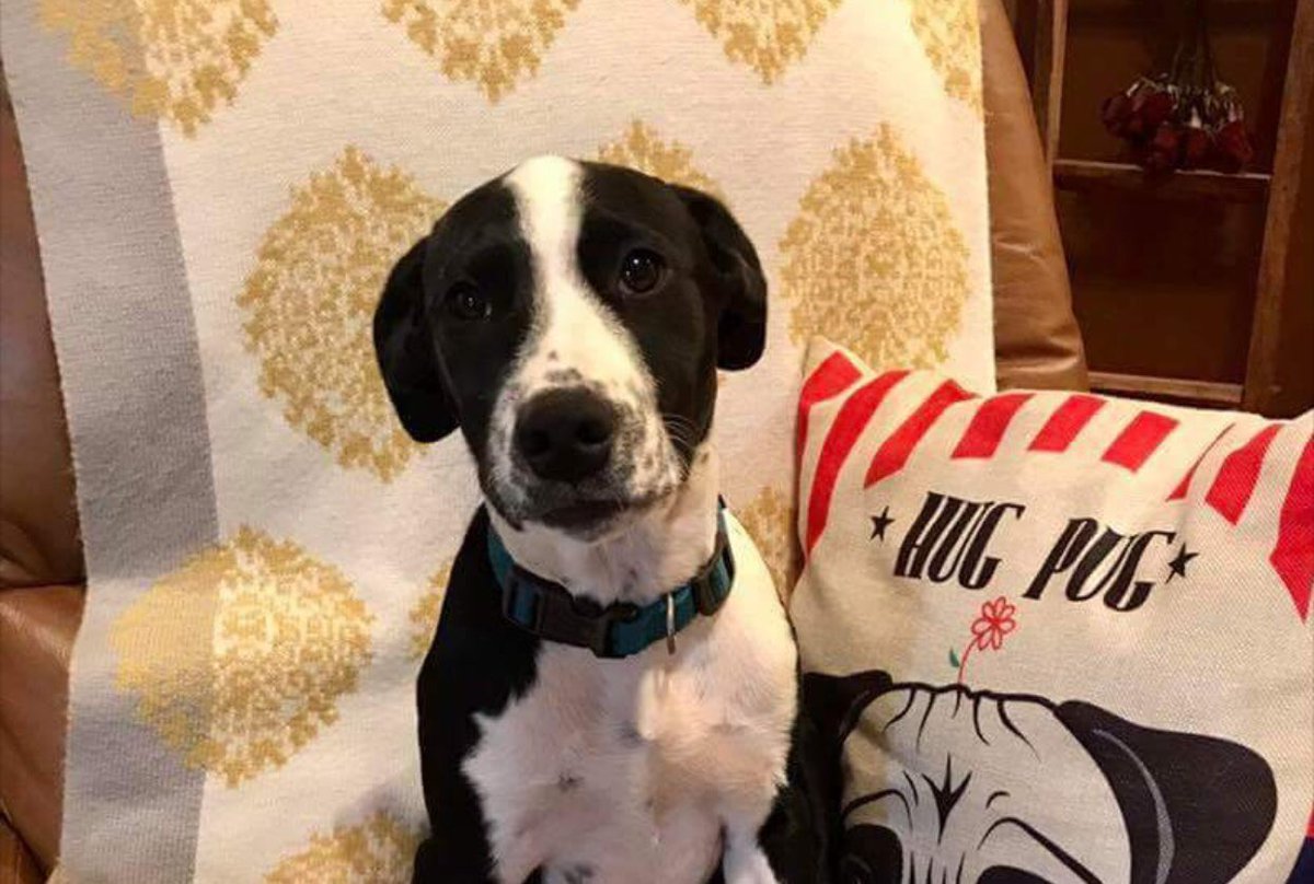 Adopt Perdita! The last of the dalmatian-mix pups! #RescueDogs #101Dalmatians #yeahthatgreenville #LPR