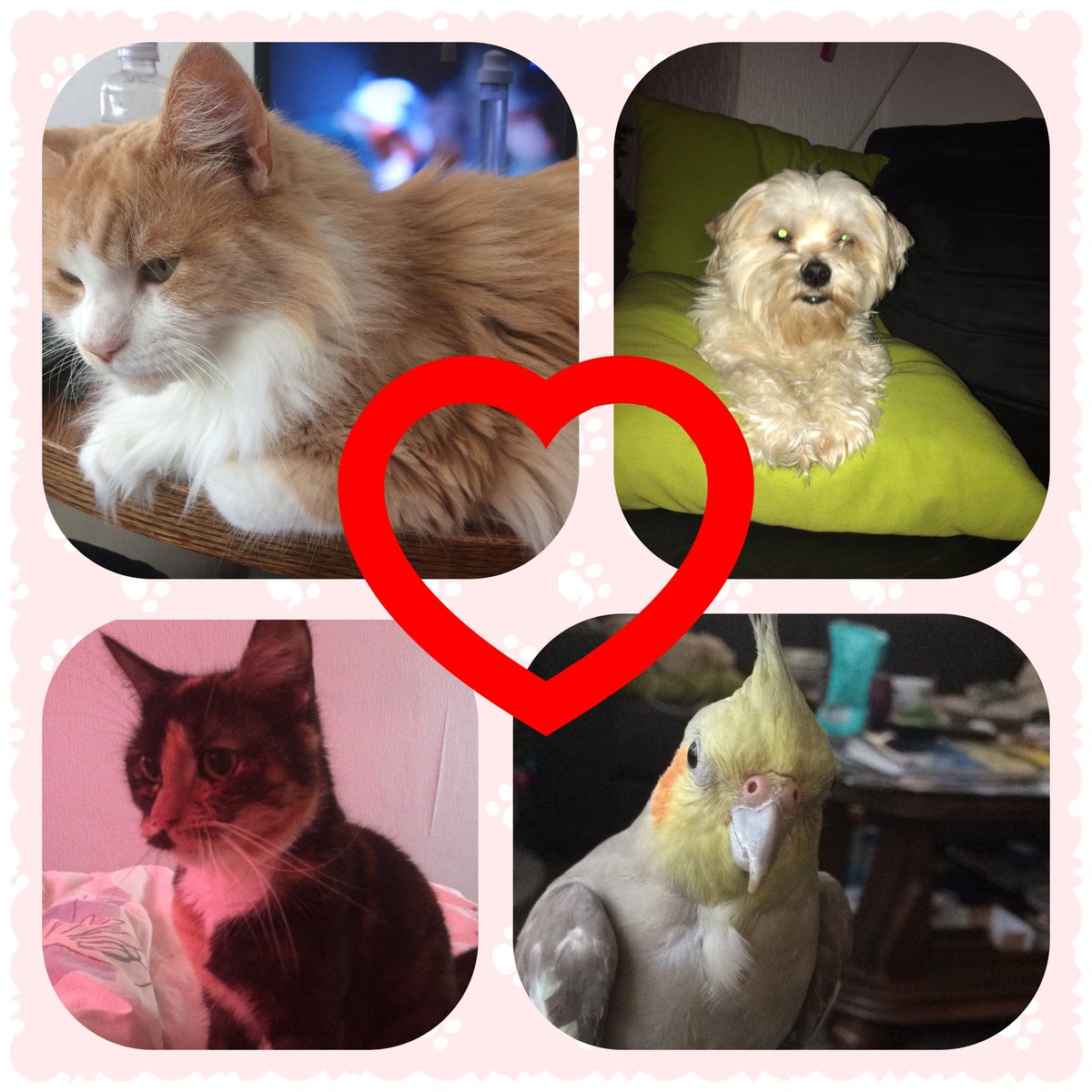 priscillalwd's tweet photo. My Love https://t.co/hs2W0DrSIe