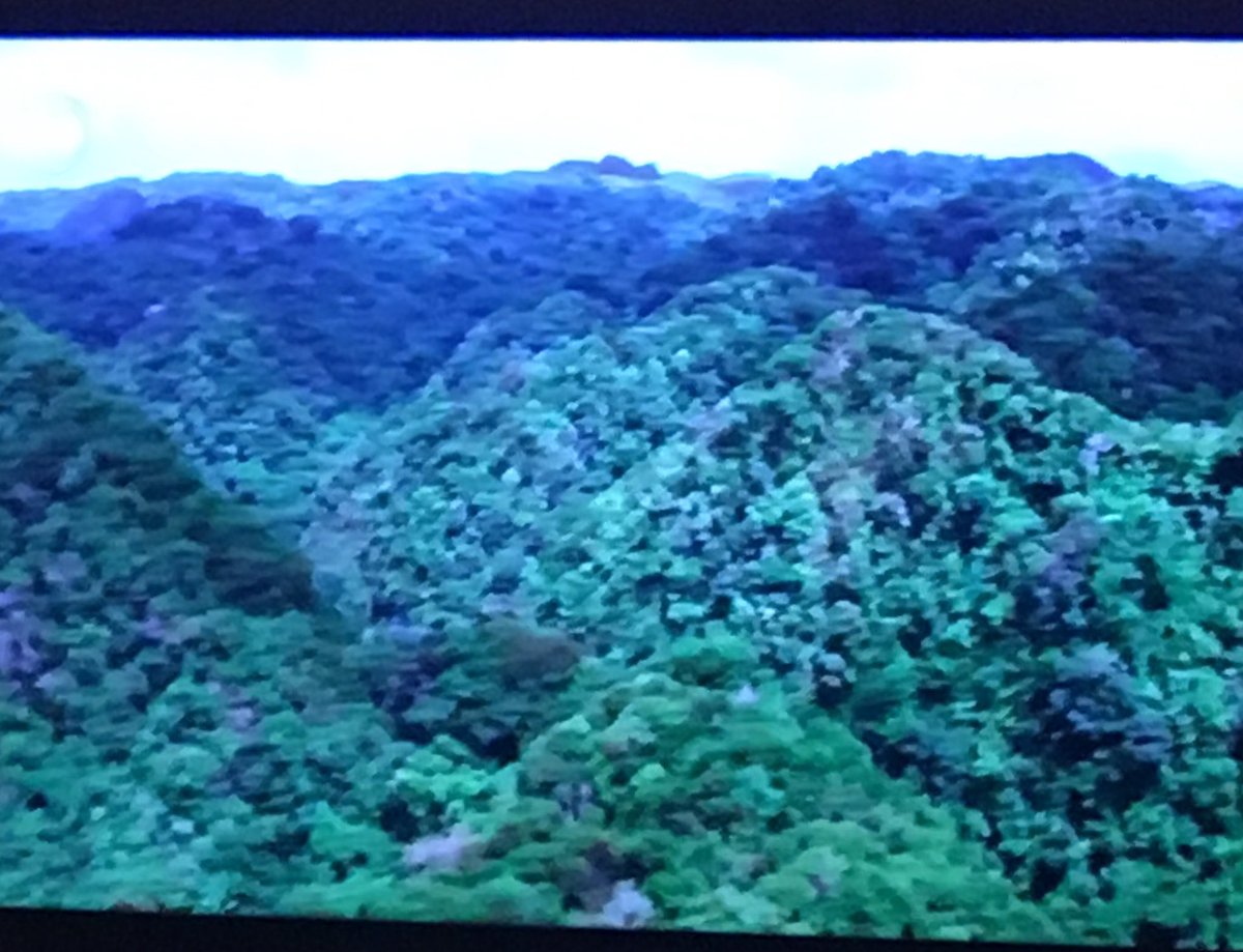 OhMarieTurner's tweet photo. Watching a documentary featuring a rainforest. 
Mum: “looks like a load of broccoli”
🤦🏻‍♀️ #midgettrees 🌳 https://t.co/krm1gpCuNJ