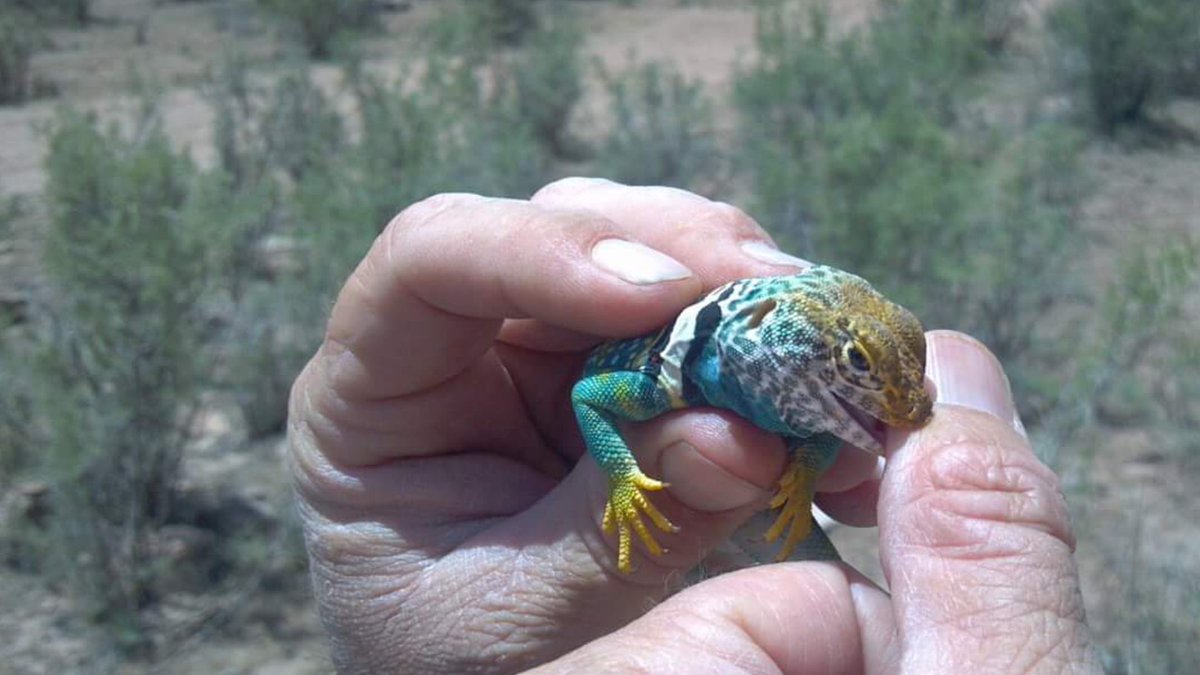 LShelton65's tweet photo. #CollarredLizard getting the last laugh. #Lizards @WildmanPhil https://t.co/7KBVRFml5D