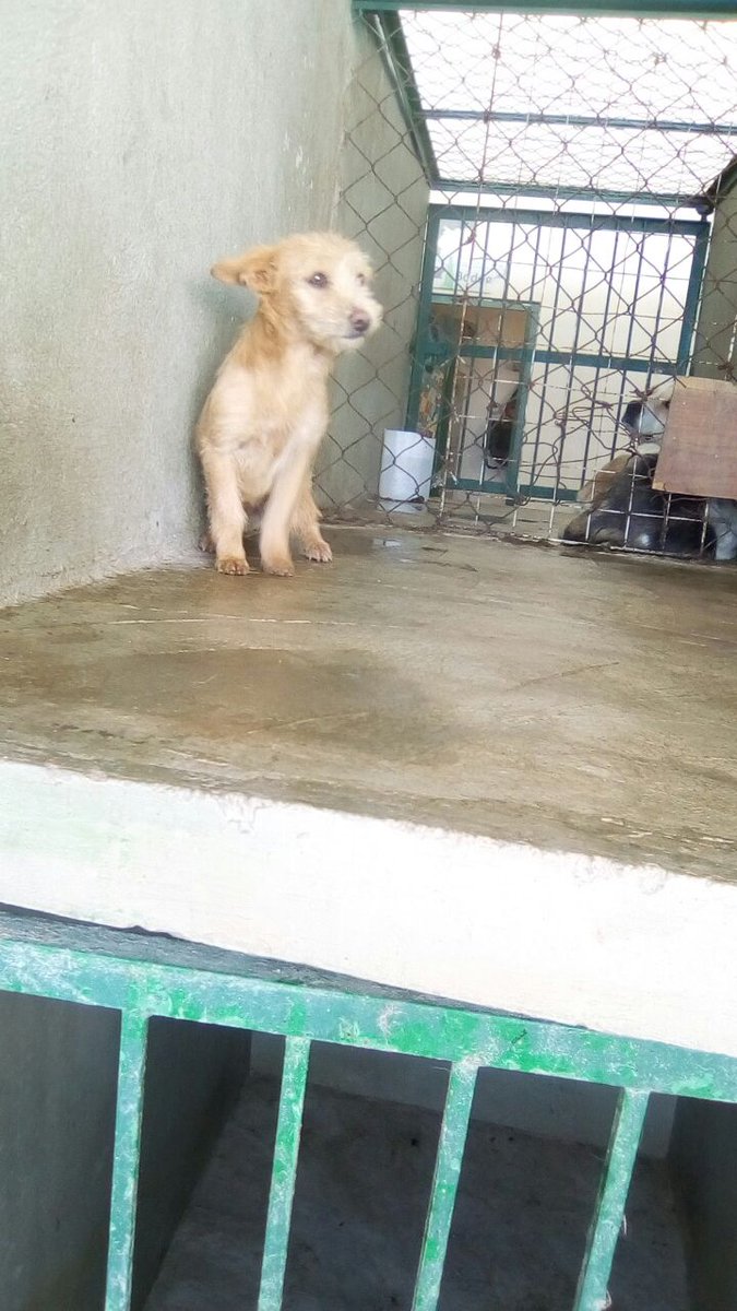 Plu2Desampara2's tweet photo. Amigos quien puede donar hoy  $100 para salvar a los perritos de situación de antirrabico? 
@azelarobinson https://t.co/hvHokZuafM