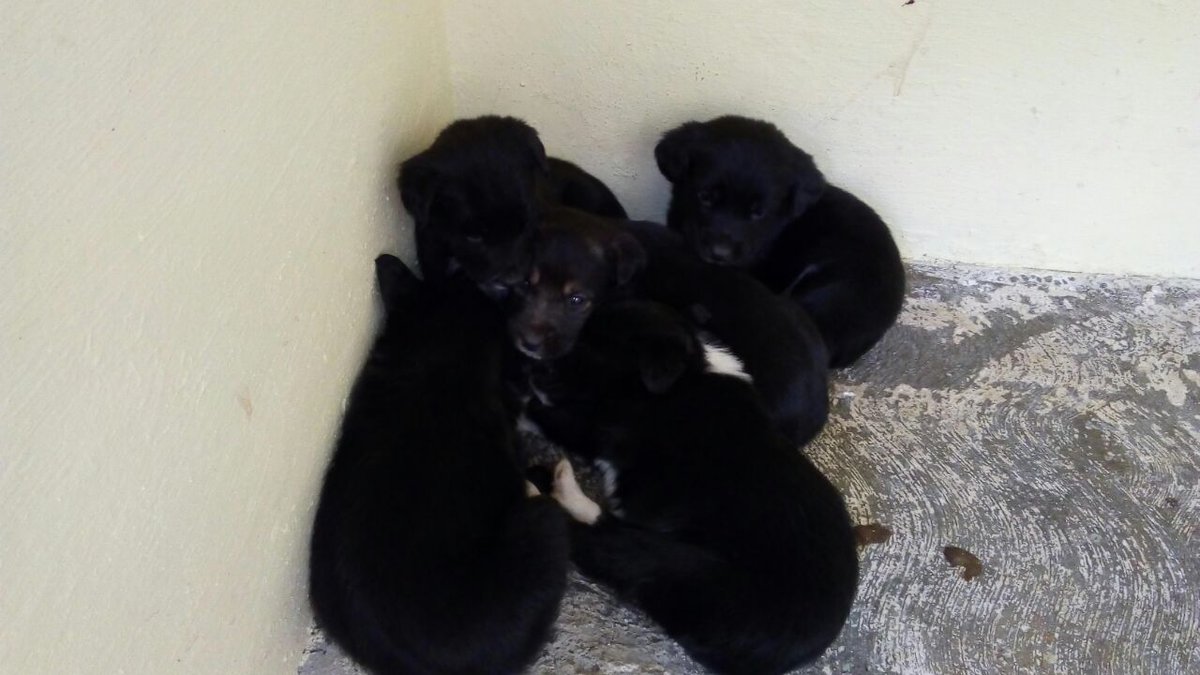 Plu2Desampara2's tweet photo. Amigos quien puede donar hoy  $100 para salvar a los perritos de situación de antirrabico? 
@azelarobinson https://t.co/hvHokZuafM