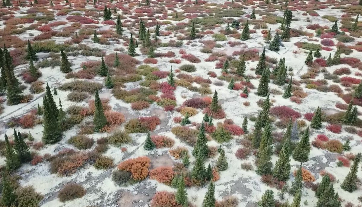 bron_popiela's tweet photo. Autumn 2017 in Eastern Canadian Shield Taiga - picture taken by drone - © #Japosat. https://t.co/woE6Uc2frN