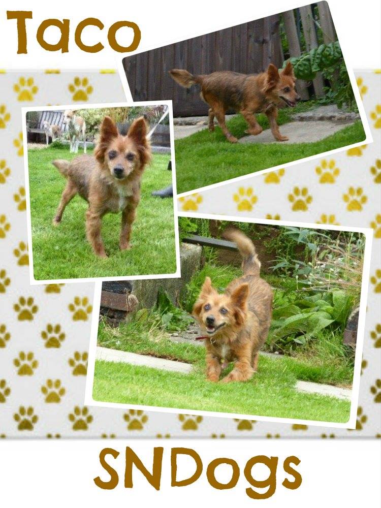 The_Animal_Team's tweet photo. TACO is a small, male, older Xbreed. He is very friendly with people &amp; animals. He has a few medical issues which are being looked into currently. #AdoptDontShop Email: SNDrescue@gmail.com #dogsarelove #RESCUE https://t.co/QdtKvxdoBs
