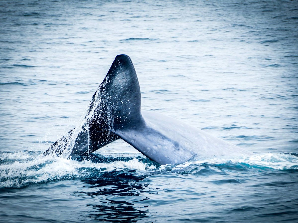 Privileged to see an #endangered #bluewhale with #greenteam <a href="/AirNZCareers/">Air NZ Careers</a>. Great start to #ConservationWeek. Photo credit <a href="/blackshah/">Ajay Blackshah</a>