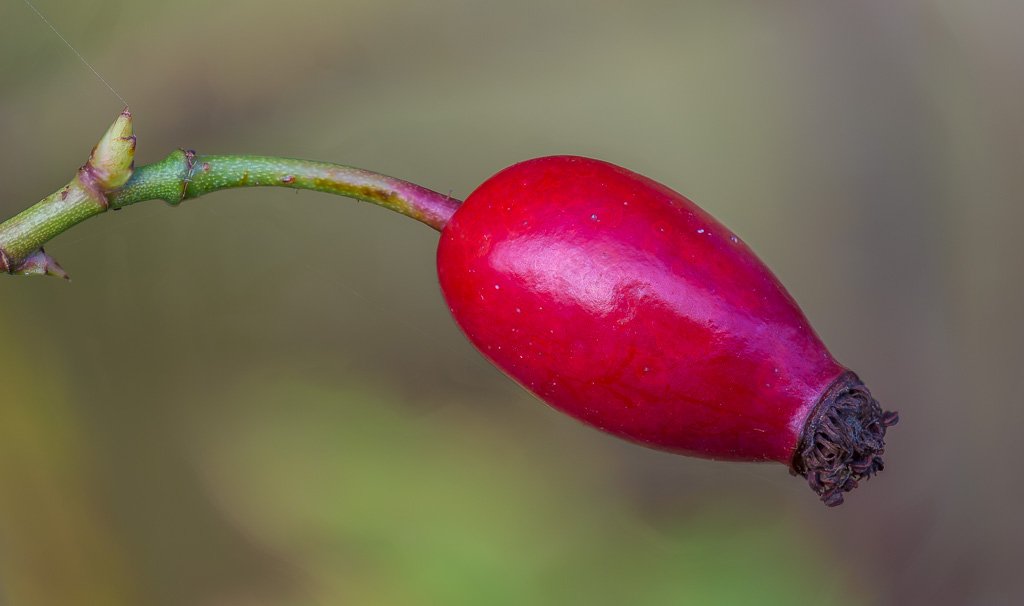 Botanics's tweet image. #rosehip #autumn #friut #Cheshire