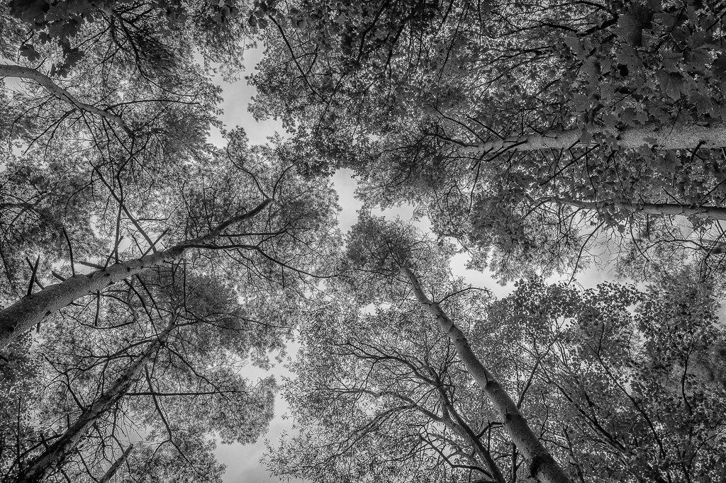 Botanics's tweet image. #trees #sky #blackandwhite #forest #pines