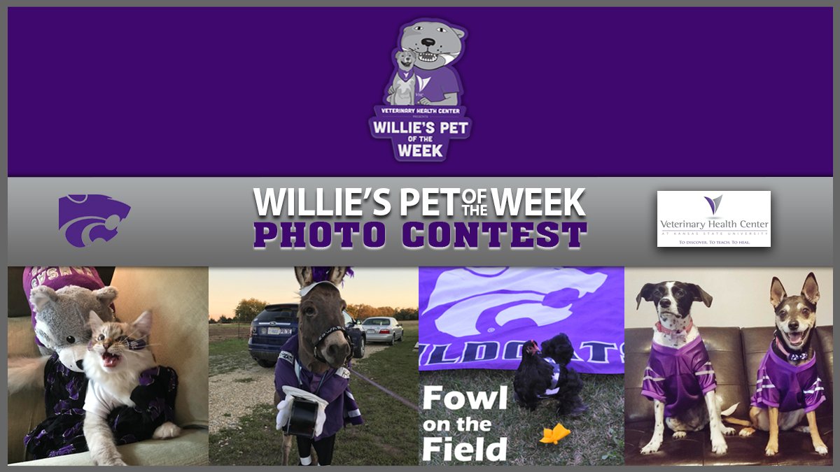 kstatesports photo